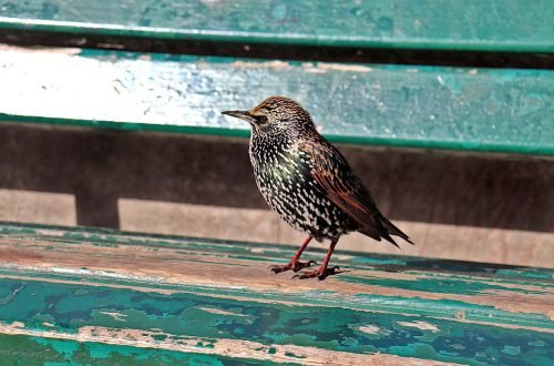 starling-bird-1