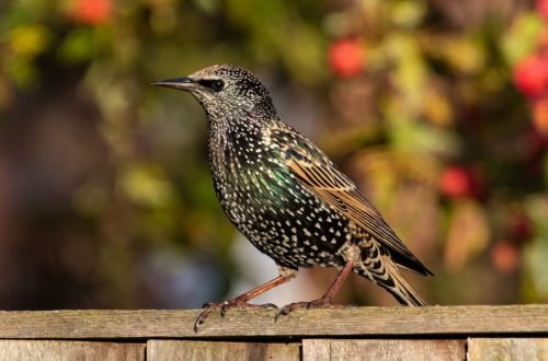 starling-bird-3