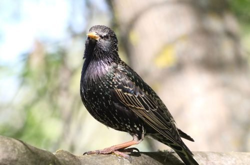 starling-bird-4