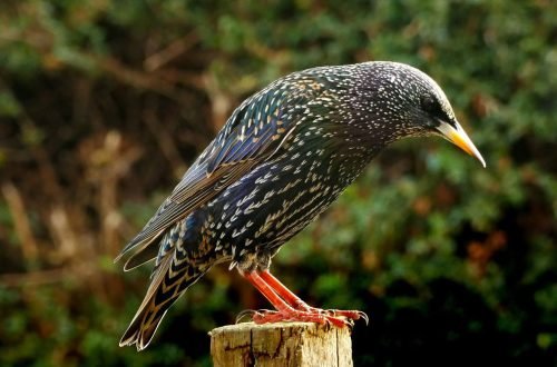 starling-bird-7